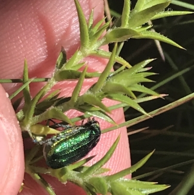 Diphucephala sp. (genus) (Green Scarab Beetle) at Cotter River, ACT - 28 Dec 2021 by Tapirlord