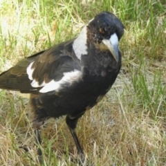 Gymnorhina tibicen (Australian Magpie) at Aranda, ACT - 2 Jan 2022 by KMcCue