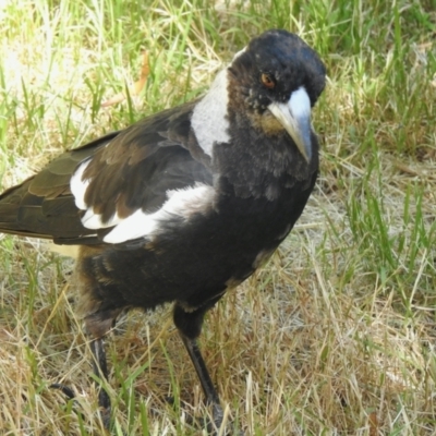 Gymnorhina tibicen (Australian Magpie) at Aranda, ACT - 3 Jan 2022 by KMcCue