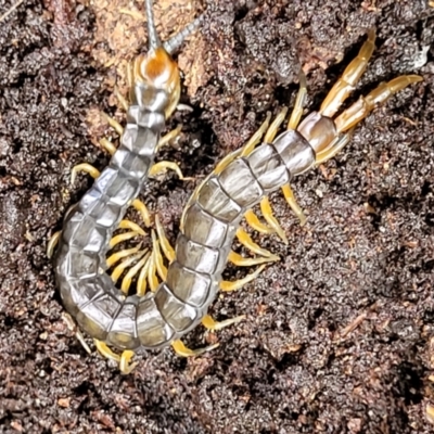 Unidentified Centipede (Chilopoda) at Faulconbridge, NSW - 5 Jan 2022 by tpreston