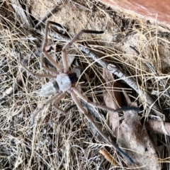 Delena cancerides (Social huntsman spider) at Namadgi National Park - 3 Jan 2022 by KMcCue