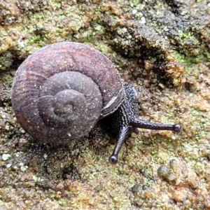 Pommerhelix sp. (genus) at Faulconbridge, NSW - 6 Jan 2022 09:53 AM