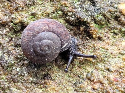 Pommerhelix sp. (genus) (A land snail) at Faulconbridge, NSW - 5 Jan 2022 by trevorpreston