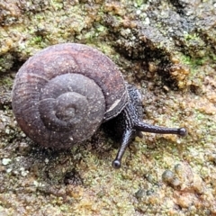 Pommerhelix sp. (genus) (A land snail) at Faulconbridge, NSW - 5 Jan 2022 by tpreston