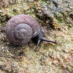 Pommerhelix sp. (genus) at Faulconbridge, NSW - 6 Jan 2022