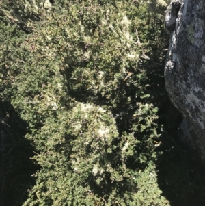 Podocarpus lawrencei at Cotter River, ACT - 28 Dec 2021