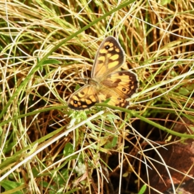 Geitoneura klugii (Marbled Xenica) at Cotter River, ACT - 4 Jan 2022 by KMcCue