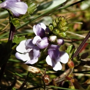 Euphrasia collina subsp. paludosa at Cotter River, ACT - 4 Jan 2022 12:02 PM