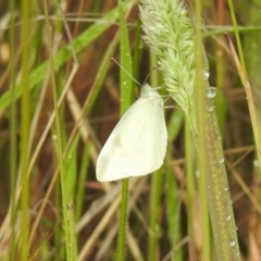 Pieris rapae (Cabbage White) at Cotter River, ACT - 3 Jan 2022 by KMcCue