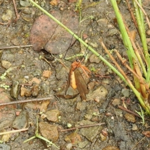 Harpobittacus sp. (genus) at Cotter River, ACT - 4 Jan 2022