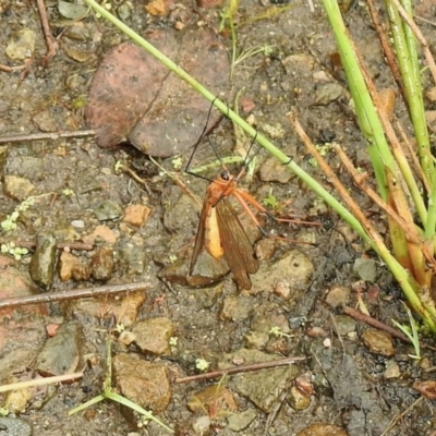 Harpobittacus sp. (genus) (Hangingfly) at Cotter River, ACT - 3 Jan 2022 by KMcCue