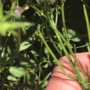 Cardamine lilacina at Bimberi, NSW - 28 Dec 2021