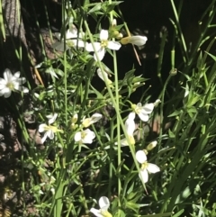 Cardamine lilacina at Bimberi, NSW - 28 Dec 2021