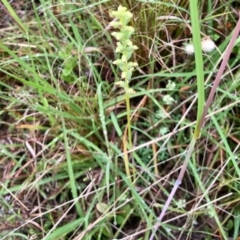 Microtis sp. (Onion Orchid) at Cotter River, ACT - 3 Jan 2022 by KMcCue