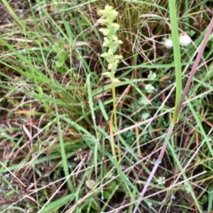 Microtis sp. at Cotter River, ACT - 4 Jan 2022