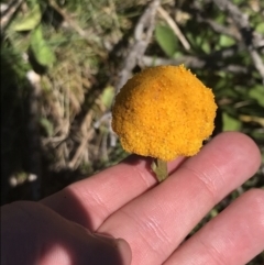 Craspedia aurantia var. aurantia (Orange Billy Buttons) at Namadgi National Park - 28 Dec 2021 by Tapirlord