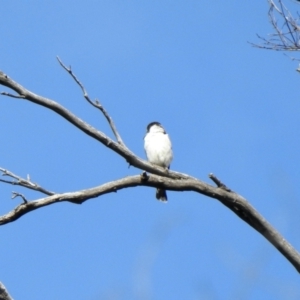 Cracticus torquatus at Cotter River, ACT - 4 Jan 2022