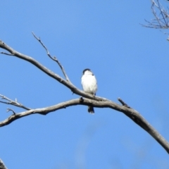 Cracticus torquatus (Grey Butcherbird) at Cotter River, ACT - 3 Jan 2022 by KMcCue