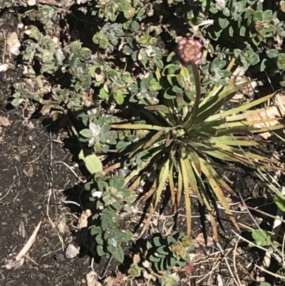 Stylidium montanum (Alpine Triggerplant) at Namadgi National Park - 28 Dec 2021 by Tapirlord