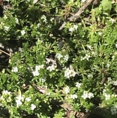 Asperula pusilla (Alpine Woodruff) at Namadgi National Park - 28 Dec 2021 by Tapirlord