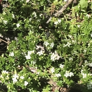 Asperula pusilla at Cotter River, ACT - 28 Dec 2021