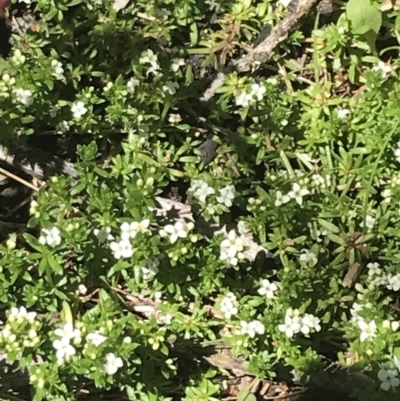 Asperula pusilla (Alpine Woodruff) at Namadgi National Park - 28 Dec 2021 by Tapirlord