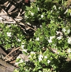 Asperula pusilla at Cotter River, ACT - 28 Dec 2021