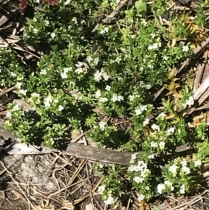 Asperula pusilla at Cotter River, ACT - 28 Dec 2021