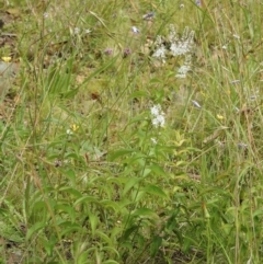 Veronica derwentiana (Derwent Speedwell) at Cotter River, ACT - 4 Jan 2022 by KMcCue