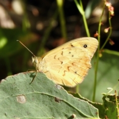 Heteronympha merope (Common Brown Butterfly) at Cotter River, ACT - 3 Jan 2022 by KMcCue