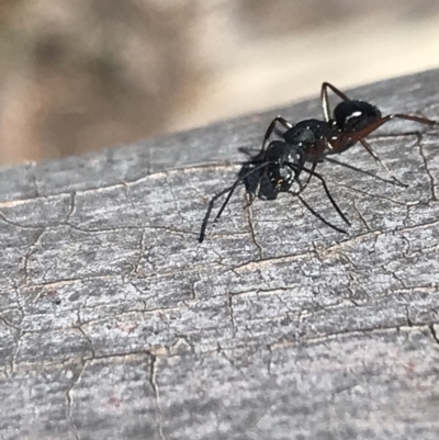 Camponotus hartogi (A sugar ant) at Namadgi National Park - 28 Dec 2021 by Tapirlord