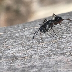 Camponotus hartogi (A sugar ant) at Cotter River, ACT - 28 Dec 2021 by Tapirlord