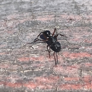 Camponotus hartogi at suppressed - 28 Dec 2021