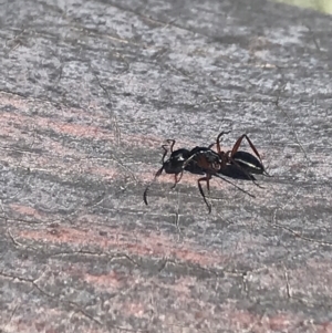Camponotus hartogi at suppressed - 28 Dec 2021