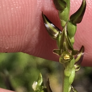 Paraprasophyllum tadgellianum at Cotter River, ACT - 28 Dec 2021