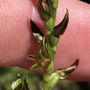 Paraprasophyllum tadgellianum at Cotter River, ACT - 28 Dec 2021