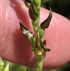 Paraprasophyllum tadgellianum at Cotter River, ACT - suppressed