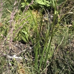 Paraprasophyllum tadgellianum at Cotter River, ACT - suppressed