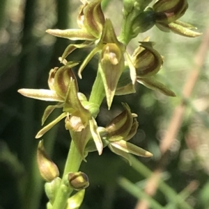 Paraprasophyllum tadgellianum at Cotter River, ACT - 28 Dec 2021