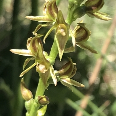 Prasophyllum tadgellianum (Tadgell's leek orchid) at Cotter River, ACT - 28 Dec 2021 by Tapirlord