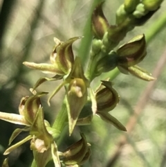 Paraprasophyllum tadgellianum at Cotter River, ACT - suppressed