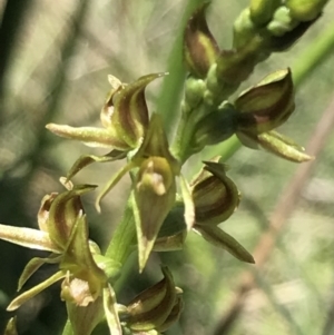 Paraprasophyllum tadgellianum at Cotter River, ACT - suppressed