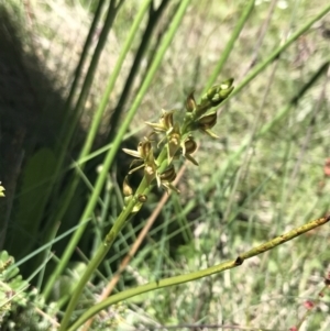 Paraprasophyllum tadgellianum at Cotter River, ACT - 28 Dec 2021