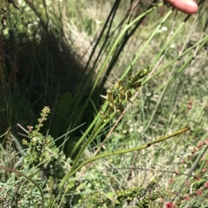 Paraprasophyllum tadgellianum at Cotter River, ACT - suppressed