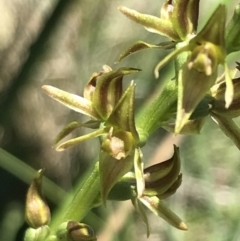 Paraprasophyllum tadgellianum at Cotter River, ACT - suppressed