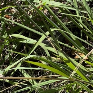 Orthetrum caledonicum at Murrumbateman, NSW - 4 Jan 2022