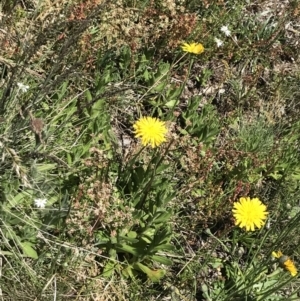 Aciphylla simplicifolia at Cotter River, ACT - 28 Dec 2021 02:51 PM