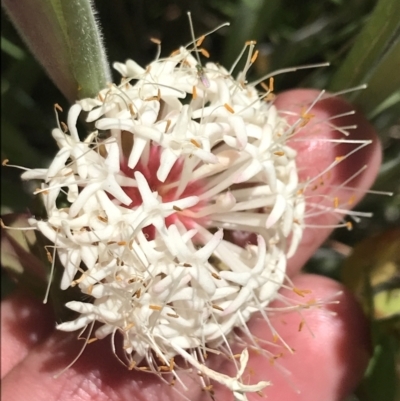 Pimelea ligustrina subsp. ciliata at Namadgi National Park - 28 Dec 2021 by Tapirlord