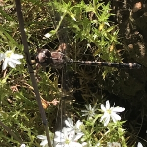 Aeshnidae (family) at Cotter River, ACT - 28 Dec 2021