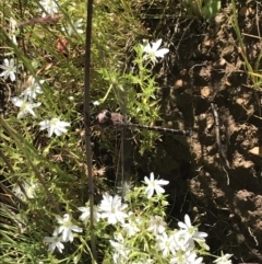 Aeshnidae (family) at Cotter River, ACT - 28 Dec 2021